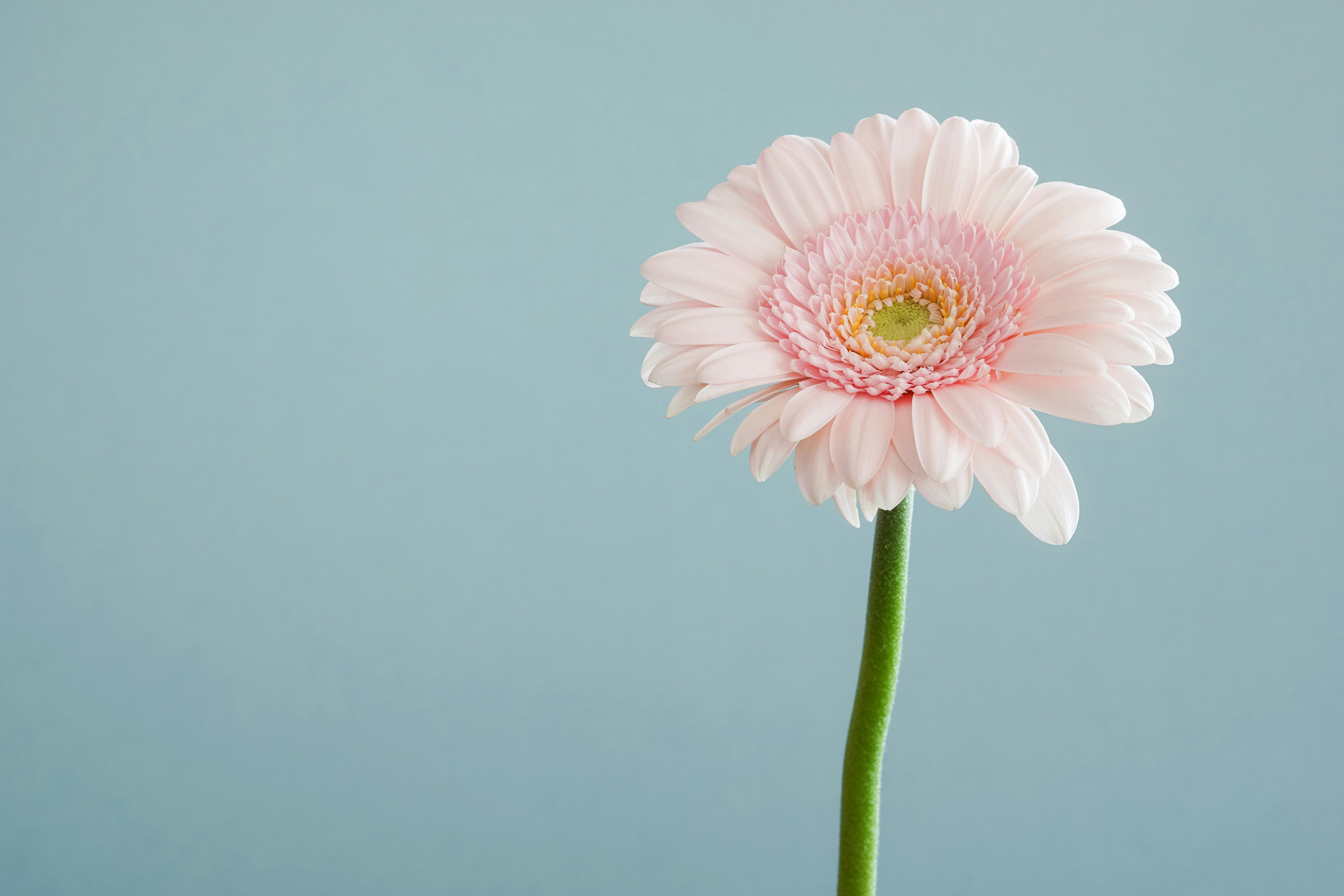 pretty flower